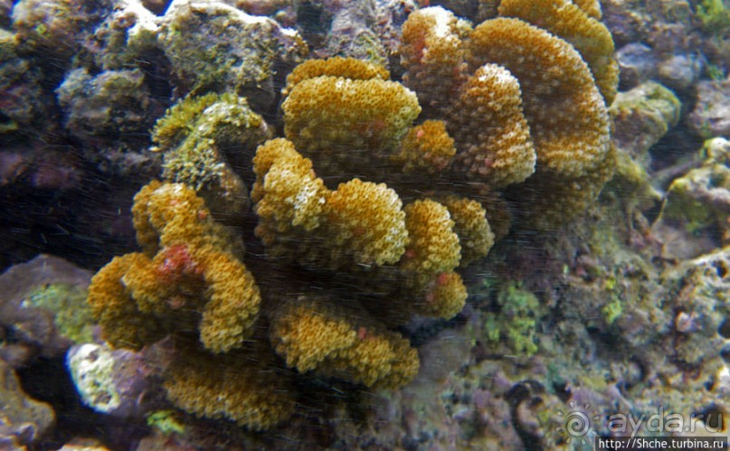 Обитатели Ханаума-Бей — рыбы, кораллы, ежи и... мы недолго