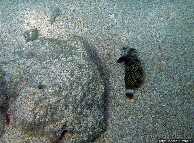 Обитатели Ханаума-Бей — рыбы, кораллы, ежи и... мы недолго