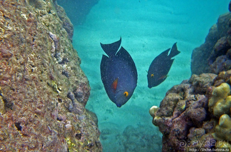 Обитатели Ханаума-Бей — рыбы, кораллы, ежи и... мы недолго