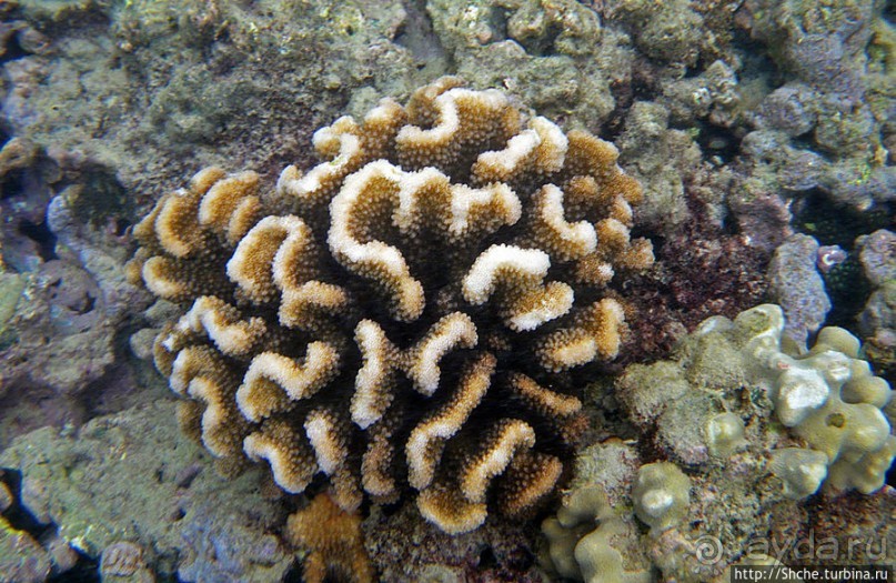 Обитатели Ханаума-Бей — рыбы, кораллы, ежи и... мы недолго