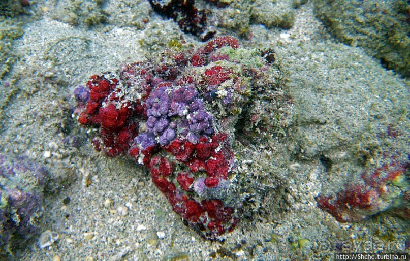 Обитатели Ханаума-Бей — рыбы, кораллы, ежи и... мы недолго