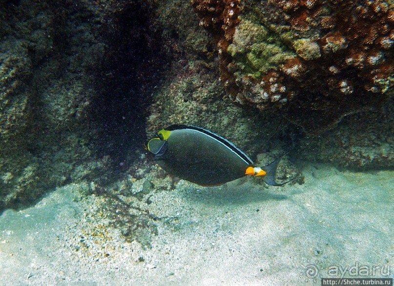 Обитатели Ханаума-Бей — рыбы, кораллы, ежи и... мы недолго