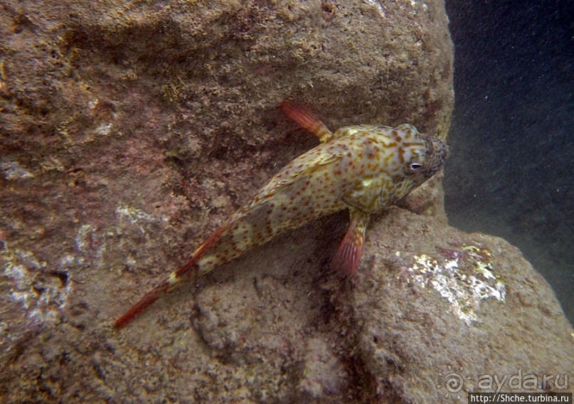 Обитатели Ханаума-Бей — рыбы, кораллы, ежи и... мы недолго