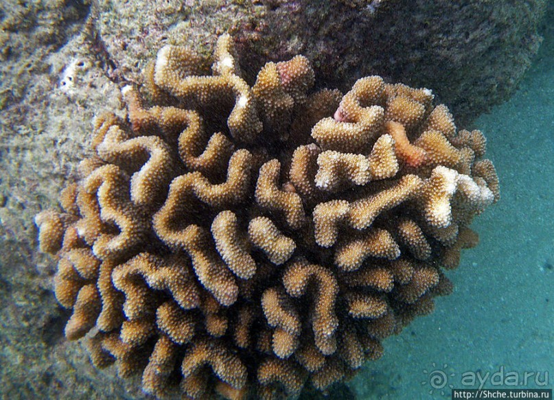 Обитатели Ханаума-Бей — рыбы, кораллы, ежи и... мы недолго