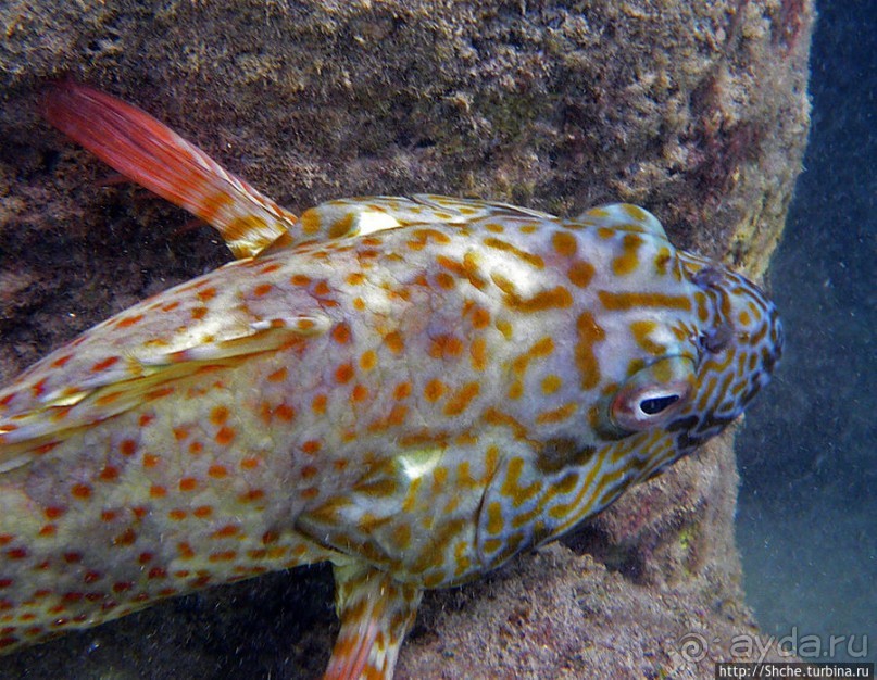 Обитатели Ханаума-Бей — рыбы, кораллы, ежи и... мы недолго
