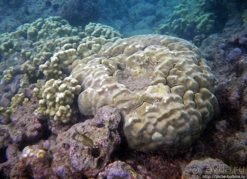 Обитатели Ханаума-Бей — рыбы, кораллы, ежи и... мы недолго