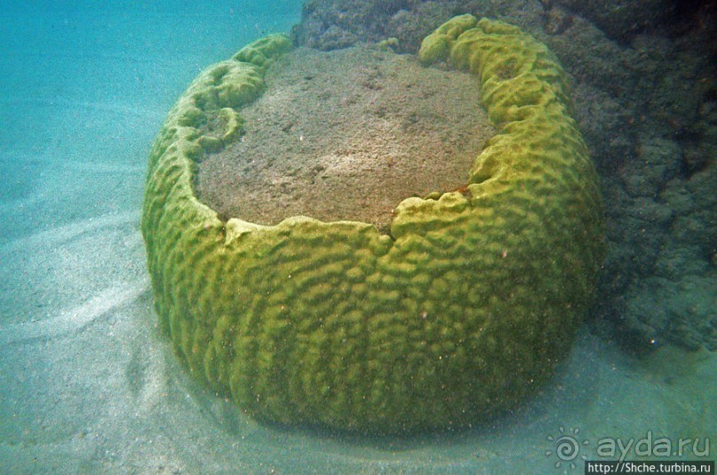 Обитатели Ханаума-Бей — рыбы, кораллы, ежи и... мы недолго