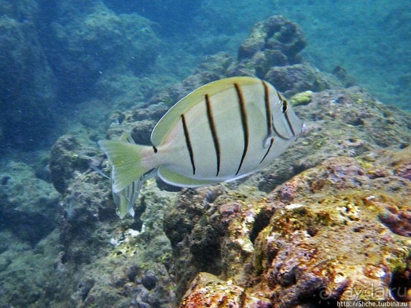 Обитатели Ханаума-Бей — рыбы, кораллы, ежи и... мы недолго