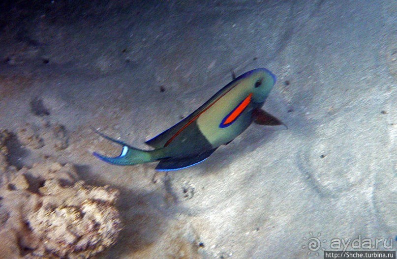 Обитатели Ханаума-Бей — рыбы, кораллы, ежи и... мы недолго