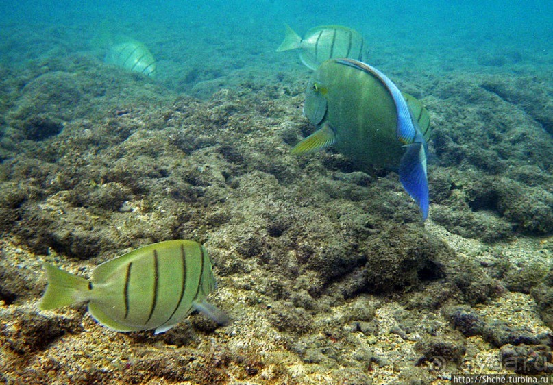 Обитатели Ханаума-Бей — рыбы, кораллы, ежи и... мы недолго