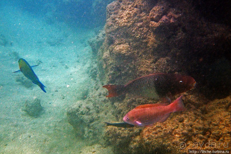 Обитатели Ханаума-Бей — рыбы, кораллы, ежи и... мы недолго