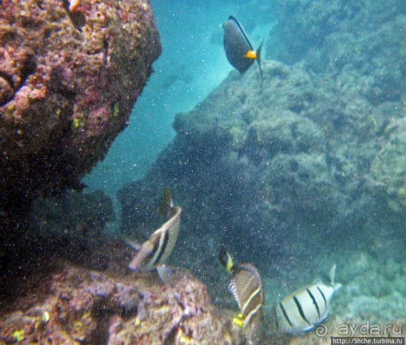 Обитатели Ханаума-Бей — рыбы, кораллы, ежи и... мы недолго