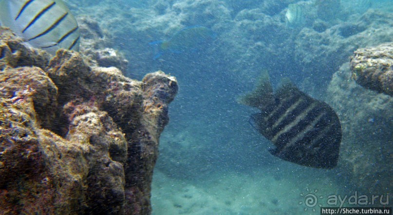 Обитатели Ханаума-Бей — рыбы, кораллы, ежи и... мы недолго