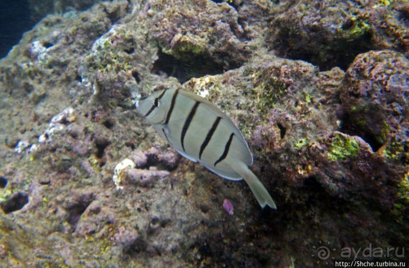 Обитатели Ханаума-Бей — рыбы, кораллы, ежи и... мы недолго