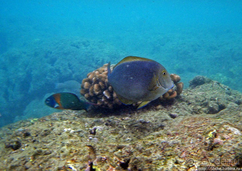 Обитатели Ханаума-Бей — рыбы, кораллы, ежи и... мы недолго