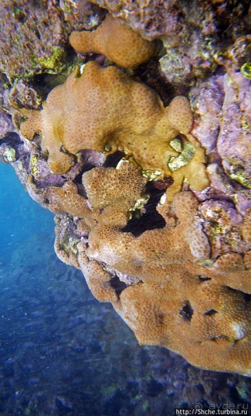 Обитатели Ханаума-Бей — рыбы, кораллы, ежи и... мы недолго