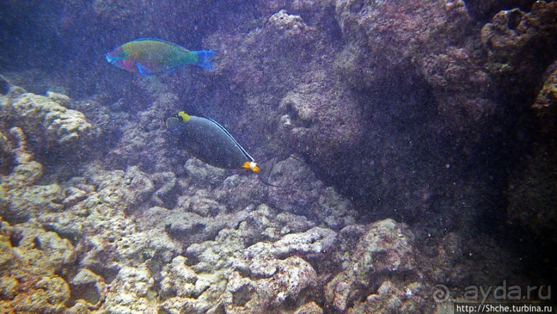 Обитатели Ханаума-Бей — рыбы, кораллы, ежи и... мы недолго