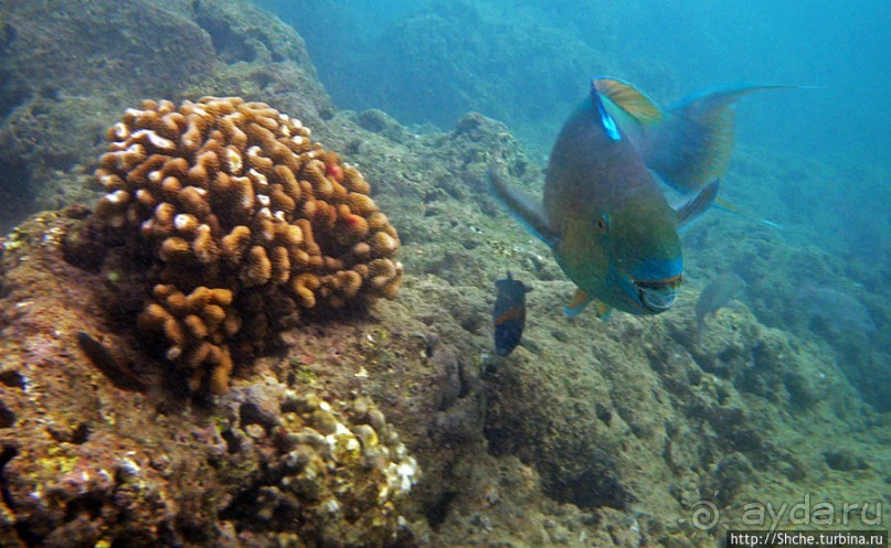 Обитатели Ханаума-Бей — рыбы, кораллы, ежи и... мы недолго