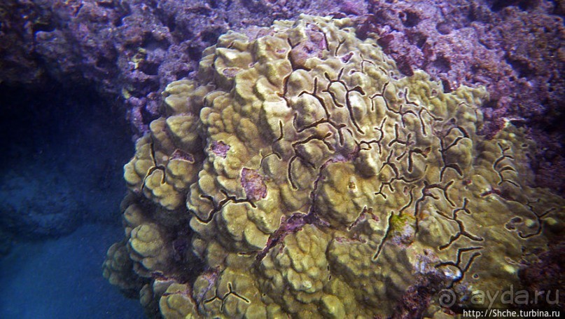 Обитатели Ханаума-Бей — рыбы, кораллы, ежи и... мы недолго