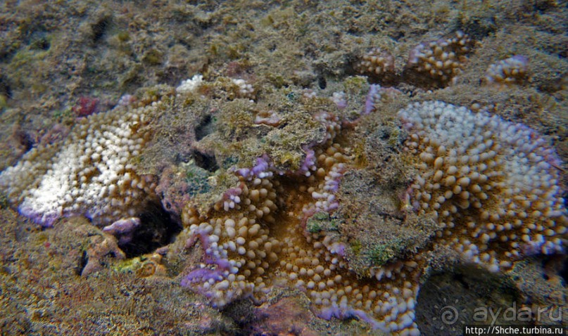 Обитатели Ханаума-Бей — рыбы, кораллы, ежи и... мы недолго