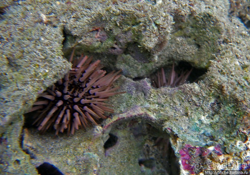 Обитатели Ханаума-Бей — рыбы, кораллы, ежи и... мы недолго