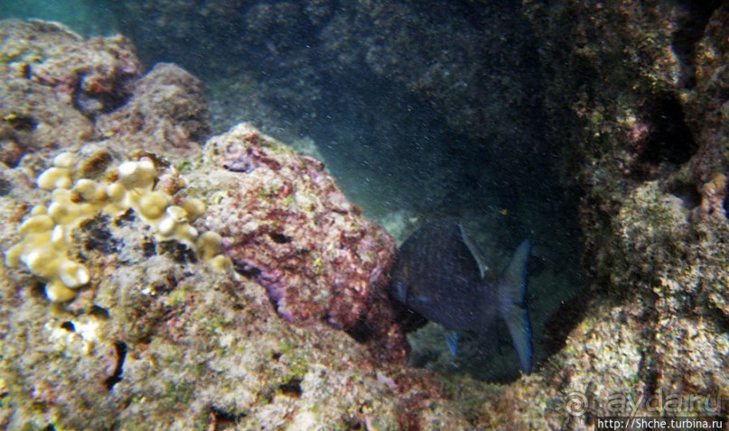 Обитатели Ханаума-Бей — рыбы, кораллы, ежи и... мы недолго