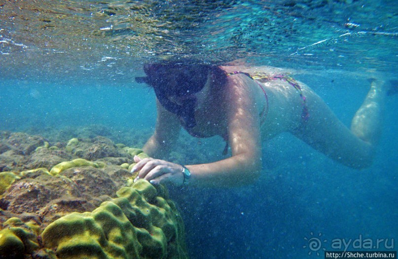 Обитатели Ханаума-Бей — рыбы, кораллы, ежи и... мы недолго