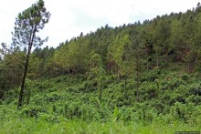 Гватемала. Зелено!