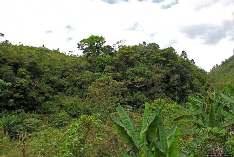 Гватемала. Зелено!