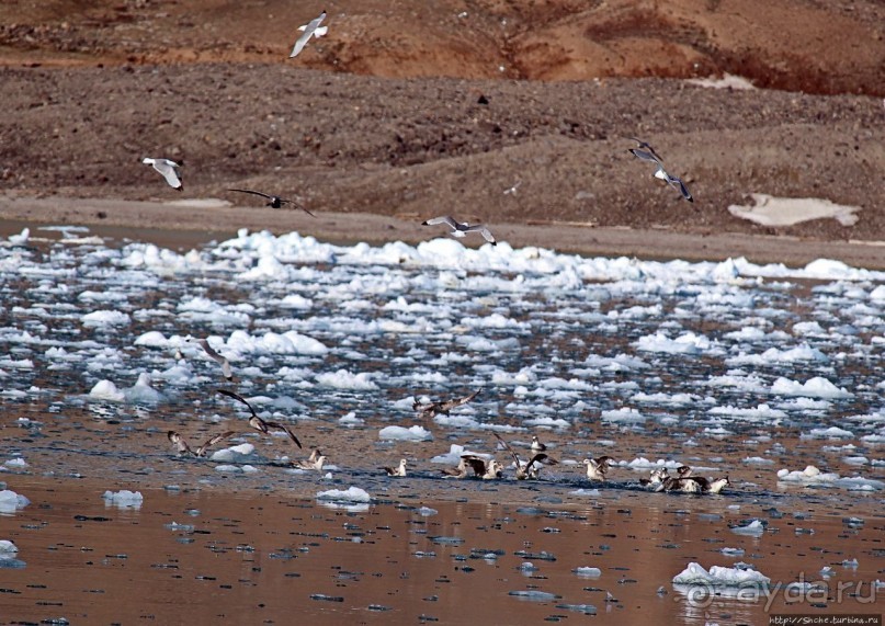 Ледничок-чок-чок ползет