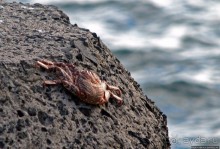 Воспоминания о Мадейре. Наше место под "солнцем"