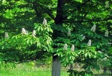 Цветут каштаны — лето на дворе... Мужская версия