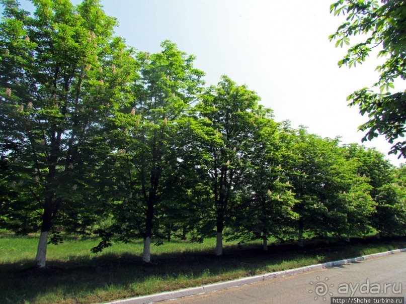 Цветут каштаны — лето на дворе... Мужская версия