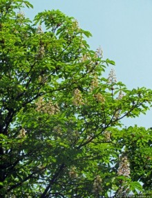 Цветут каштаны — лето на дворе... Мужская версия