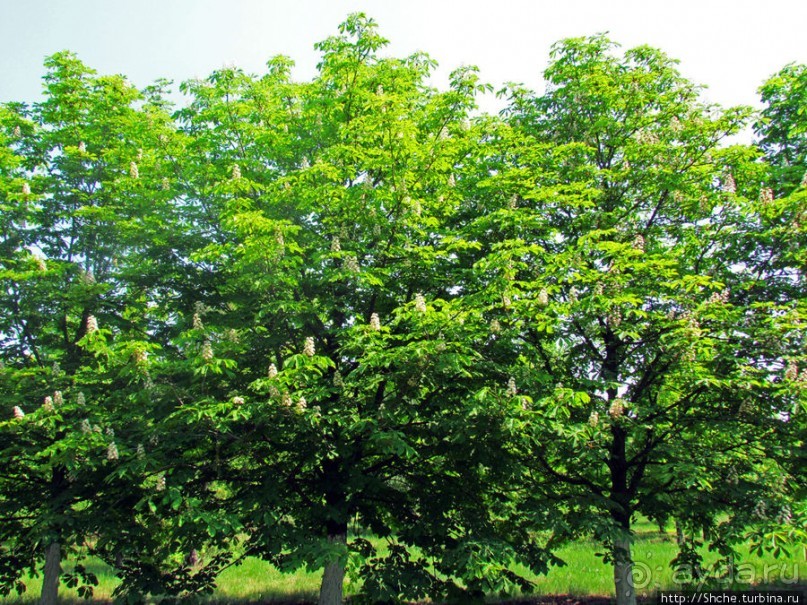 Цветут каштаны — лето на дворе... Мужская версия