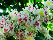 Цветут каштаны — лето на дворе... Мужская версия