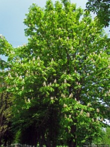 Цветут каштаны — лето на дворе... Мужская версия