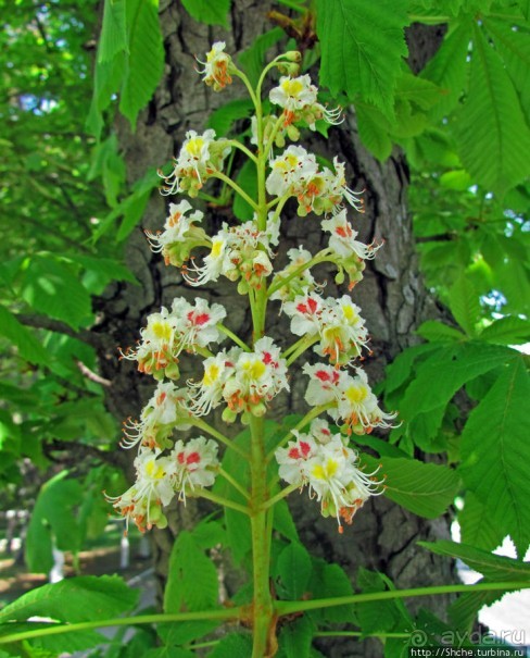 Цветут каштаны — лето на дворе... Мужская версия