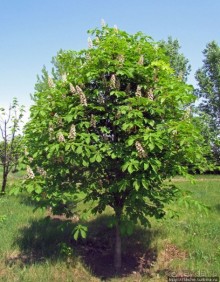 Цветут каштаны — лето на дворе... Мужская версия