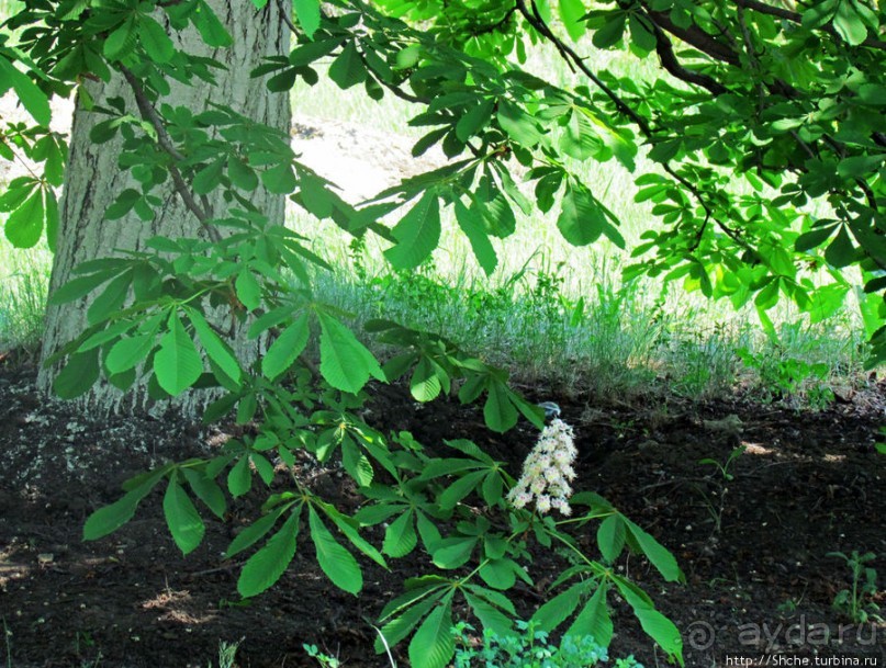 Цветут каштаны — лето на дворе... Мужская версия