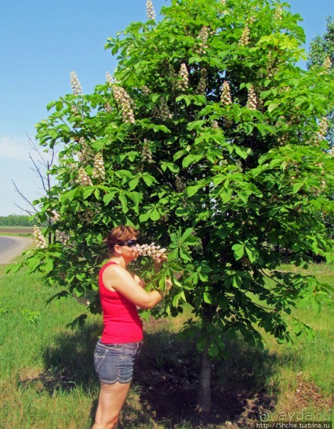 Цветут каштаны — лето на дворе... Мужская версия