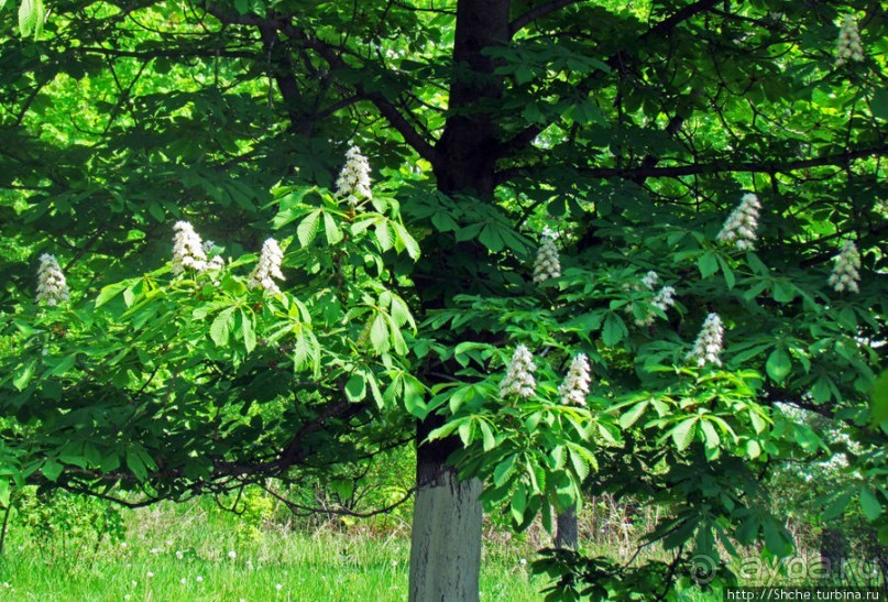 Цветут каштаны — лето на дворе... Мужская версия