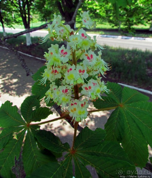 Цветут каштаны — лето на дворе... Мужская версия