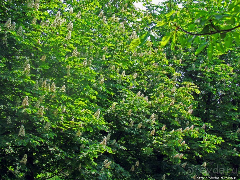 Цветут каштаны — лето на дворе... Мужская версия