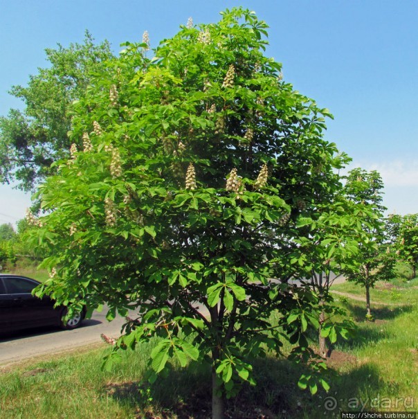Цветут каштаны — лето на дворе... Мужская версия