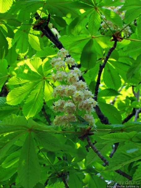 Цветут каштаны — лето на дворе... Мужская версия