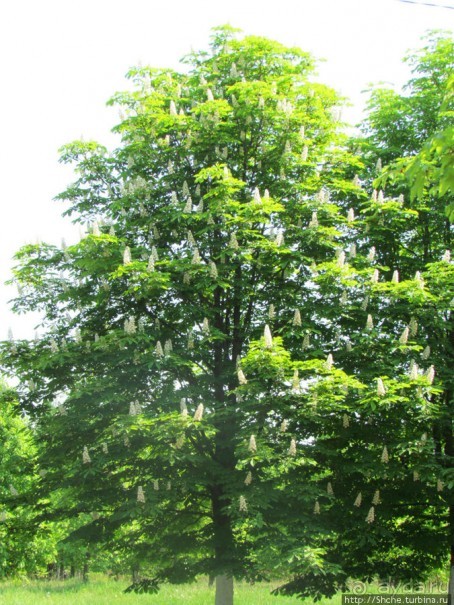 Цветут каштаны — лето на дворе... Мужская версия