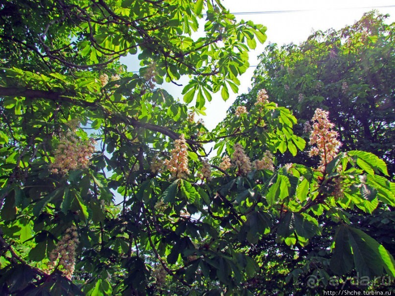 Цветут каштаны — лето на дворе... Мужская версия