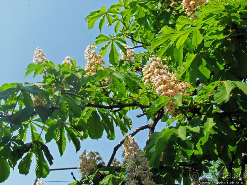 Цветут каштаны — лето на дворе... Мужская версия