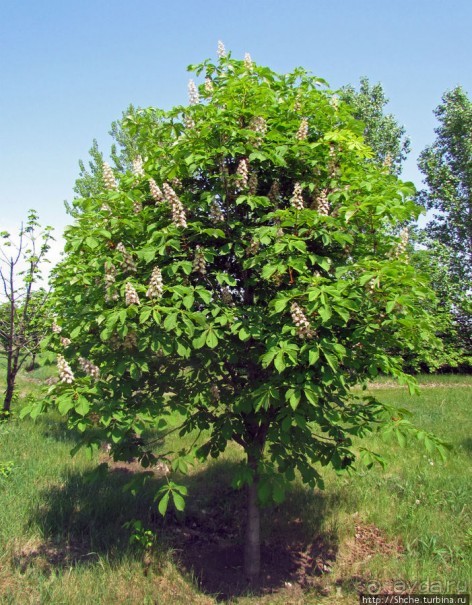 Цветут каштаны — лето на дворе... Мужская версия